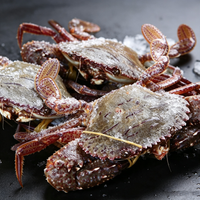 Fresh Caught Sea Swimming Crab